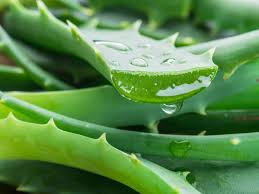 ¿Puede la extracción ultrasónica aumentar la actividad antiinfluenza de Aloe Vera?